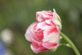 Close-up of a pink and white tulip in full bloom with raindrops Royalty Free Stock Photo