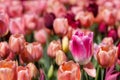 Close up Pink and White Tulip Spring Flower Peach Background Royalty Free Stock Photo