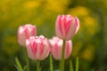 Close-up of pink and white tulips in full bloom with blurry background Royalty Free Stock Photo