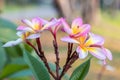 Close up pink ,white and yellow Plumeria flowers  in a garden.Frangipani tropical flower, plumeria flower are bloom. Royalty Free Stock Photo