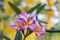 Close up pink ,white and yellow Plumeria flowers  in a garden.Frangipani tropical flower, plumeria flower are bloom. Royalty Free Stock Photo