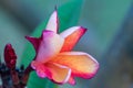 Close up pink ,white and yellow Plumeria flowers  in a garden.Frangipani tropical flower, plumeria flower are bloom. Royalty Free Stock Photo