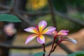 Close up pink ,white and yellow Plumeria flowers  in a garden.Frangipani tropical flower, plumeria flower are bloom. Royalty Free Stock Photo