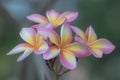 Close up pink ,white and yellow Plumeria flowers  in a garden.Frangipani tropical flower, plumeria flower are bloom. Royalty Free Stock Photo