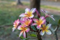 Close up pink ,white and yellow Plumeria flowers  in a garden.Frangipani tropical flower, plumeria flower are bloom. Royalty Free Stock Photo