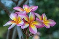 Close up pink ,white and yellow Plumeria flowers  in a garden.Frangipani tropical flower, plumeria flower are bloom. Royalty Free Stock Photo