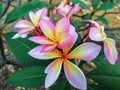 Close up pink ,white and yellow Plumeria flowers  in a garden.Frangipani tropical flower, plumeria flower are bloom. Royalty Free Stock Photo