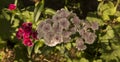 close-up: pink whitish and dark red petaled alyssum flowers