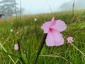 Pink wild flower on meadow in forest Royalty Free Stock Photo