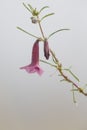 Close-up of a pink wild flower in mist of a foggy moring