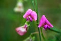 Close-up of pink wild sweet pea flowers on the meadow on natural green blurred background Royalty Free Stock Photo