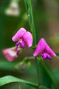 Close-up of pink wild sweet pea flowers on the meadow on natural green blurred background Royalty Free Stock Photo