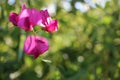 Close-up of pink wild sweet pea flowers on the meadow on natural green blurred background Royalty Free Stock Photo