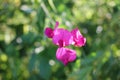 Close-up of pink wild sweet pea flowers on the meadow on natural green blurred background Royalty Free Stock Photo