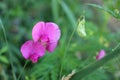 Close-up of pink wild sweet pea flowers on the meadow on natural green blurred background Royalty Free Stock Photo