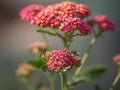 Close-up of pink yarrow blossoms with blurry background and copy space Royalty Free Stock Photo
