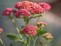 Close-up of pink yarrow blossoms with blurry background and copy space Royalty Free Stock Photo