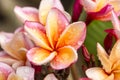 Close up Pink-yellow Plumeria or Frangipani flowers with water drop Royalty Free Stock Photo