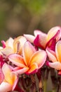 Close up Pink-yellow Plumeria or Frangipani flowers with water drop Royalty Free Stock Photo