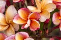 Close up Pink-yellow Plumeria or Frangipani flowers with water drop Royalty Free Stock Photo