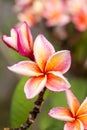 Close up Pink-yellow Plumeria or Frangipani flowers with water drop Royalty Free Stock Photo