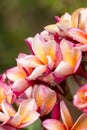 Close up Pink-yellow Plumeria or Frangipani flowers with water drop Royalty Free Stock Photo