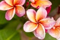 Close up Pink-yellow Plumeria or Frangipani flowers with water drop Royalty Free Stock Photo