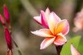 Close up Pink-yellow Plumeria or Frangipani flowers with water drop Royalty Free Stock Photo