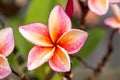 Close up Pink-yellow Plumeria or Frangipani flowers with water drop Royalty Free Stock Photo