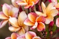 Close up Pink-yellow Plumeria or Frangipani flowers with water drop Royalty Free Stock Photo