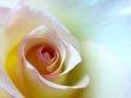 Close up of a pink and yellow rose