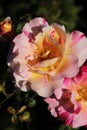Close up of a pink and yellow variegated striped tea rose