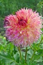 Close-up of pink yellow white semi cactus dahlia Royalty Free Stock Photo