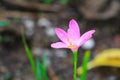 Close up Pink zephyranthes lily flower and blossom drop of water