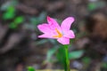 Close up Pink zephyranthes lily flower and blossom drop of water