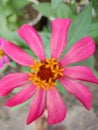 Close-up of a pink zinnia flower with stamens Royalty Free Stock Photo