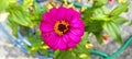 Close up of pink zinnia flowers and small spider on the flower petals on blurred green leaves background.