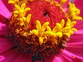 Close up of pink zinnia stamens Royalty Free Stock Photo