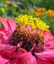 Close up of pink zinnia with yellow stamens Royalty Free Stock Photo