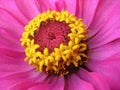 Close up of pink zinnia with yellow stamens Royalty Free Stock Photo