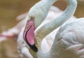 Pinked beaked white Flamingo