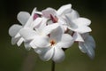 Close up of a pinkish white flower bush Royalty Free Stock Photo