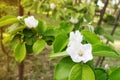 White quince Cydonia oblonga flowers