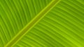 Pinnately parallel venation stripes on surface of green banana leaf