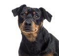 Close up of a Pinscher and Jagterrier crossbreed, isolated