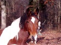 Close up of Pinto horse