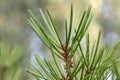 Close Up Of A Pinus Bungeana At Amsterdam The Netherlands 16-8-2020