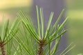 Close Up Of A Pinus Bungeana At Amsterdam The Netherlands 16-8-2020