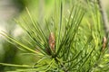 Close Up Pinus Bungeana Tree At Amsterdam The Netherlands 11-4-2020