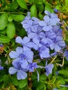 close-up of Piombaggine or Blue Jasmine or Blue Geranium (Plumbago auriculata)